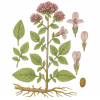 Душица обыкновенная