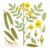 Сенна александрийская